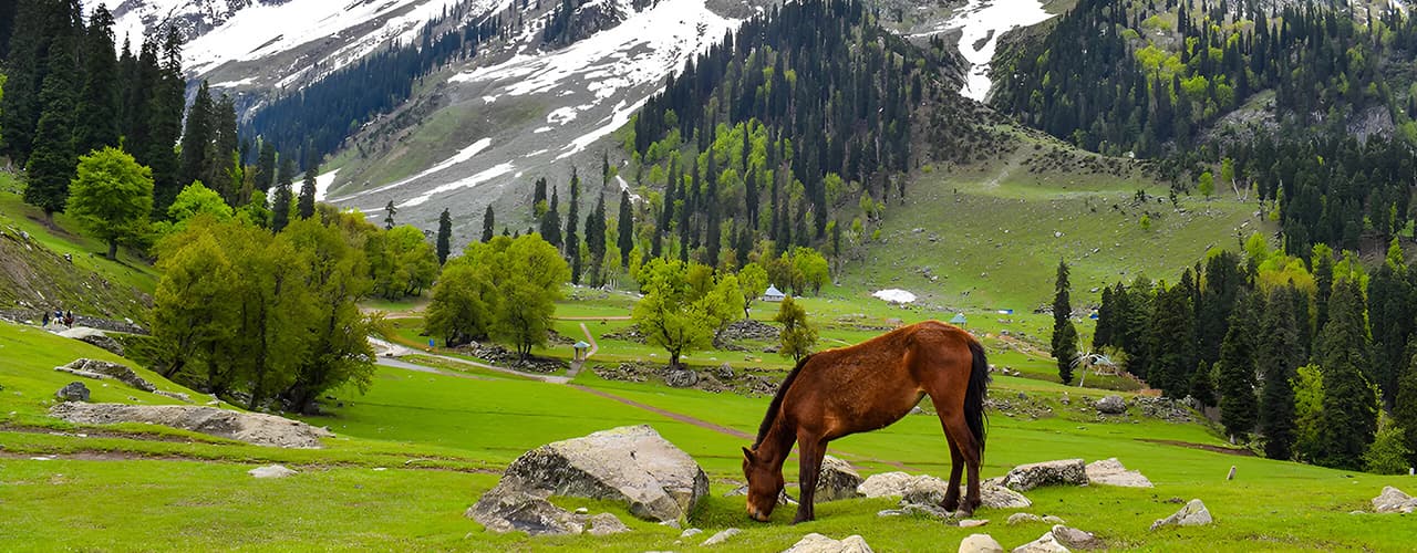 Kashmir Package  Buddha Purnima Long Weekend